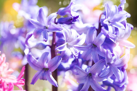 Group of beautiful hyacinths in garden. Shallow depth of fieldの写真素材