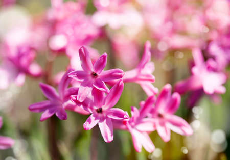 Group of beautiful hyacinths in garden. Shallow depth of fieldの写真素材