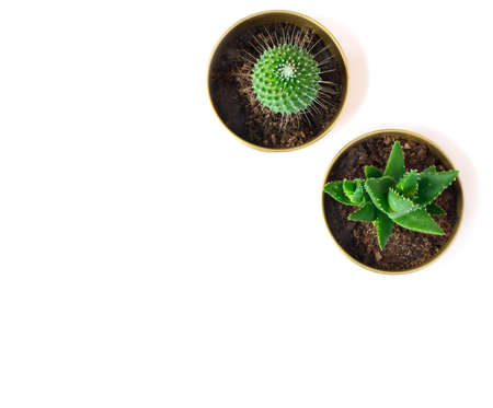 Two pots with cactus isolated on white background, top viewの写真素材