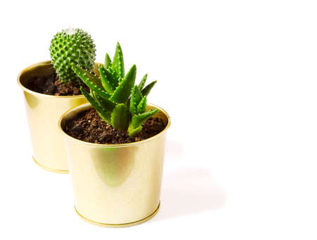 Cactus and succulent plants in pots isolated on white background, copy spaceの写真素材