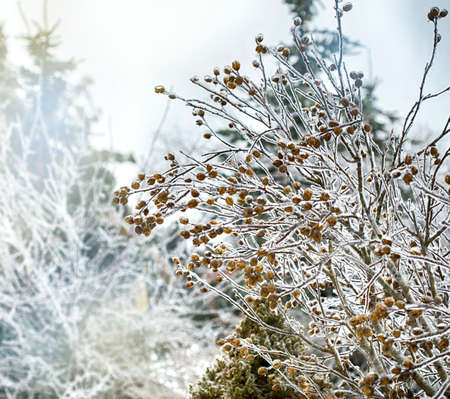 Branches of trees covered with ice rainの写真素材