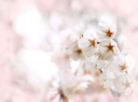 Cherry spring blossom, spring backgroundの写真素材