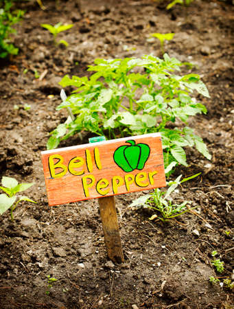 Wooden sign with the text Bell Pepper in the garden