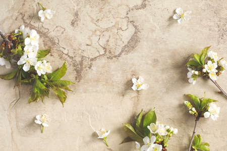 Spring background with  pear blossom flowers, top view, copy space, springtime concept. Greeting card or wedding invitationの写真素材