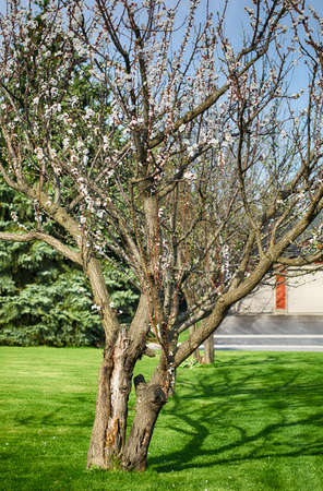 Pear tree blossom in spring timeの写真素材