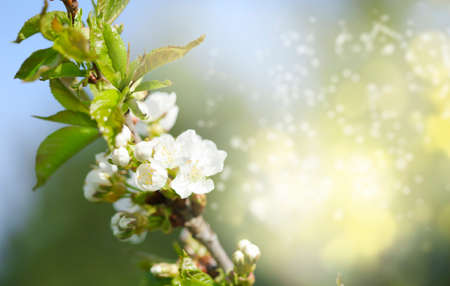 Beautiful pear blossom in spring time over blue sky, copy spaceの写真素材