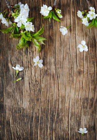 Spring background with  pear blossom flowers, top view, springtime concept.の写真素材