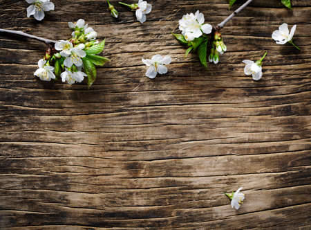Spring background with  pear blossom flowers, top view, springtime concept.の写真素材