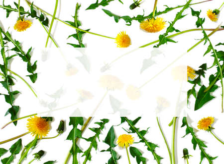 Dandelions isolated on white background, copy spaceの写真素材