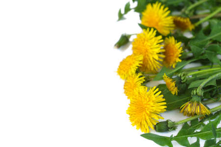 Dandelions on white background, copy spaceの写真素材
