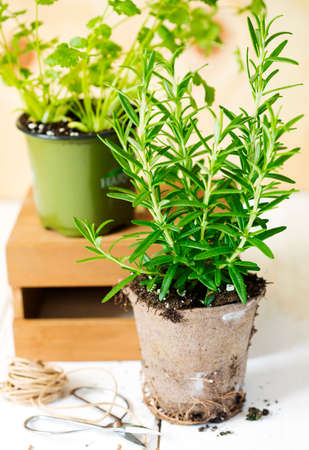 Rosemary and cilantro herb growing in a pot.の写真素材