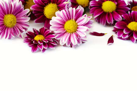 Fresh chrysanthemum on white background, copy spaceの写真素材