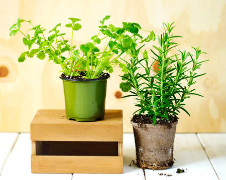 Rosemary and cilantro herb growing in a pot.の写真素材