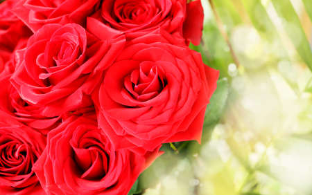 Bouquet of fresh red roses, flower bright background.の写真素材