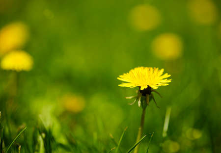 Meadow Of Dandelions, selective focus