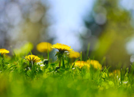 Meadow Of Dandelions, selective focusの写真素材