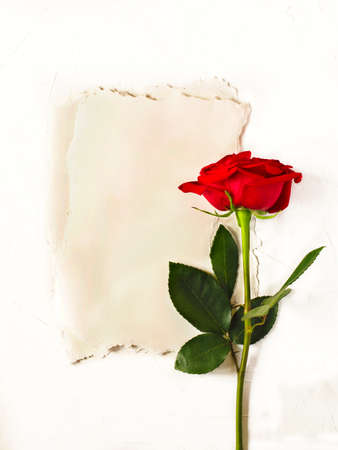 Vintage paper with space for text and red rose on white background. Flat lay, top view. の写真素材