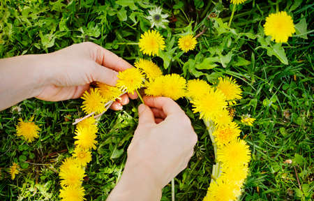 Female hands are weave a wreath of dandelionsの写真素材