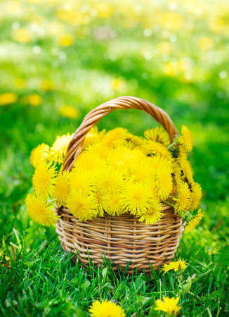 Dandelions in the basket の写真素材