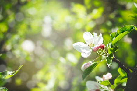 Beautiful floral background with apple flowers blossom. Nature flowers backgroundの写真素材