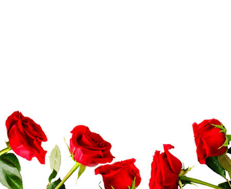 Frame of fresh red roses on white background with copy spaceの写真素材