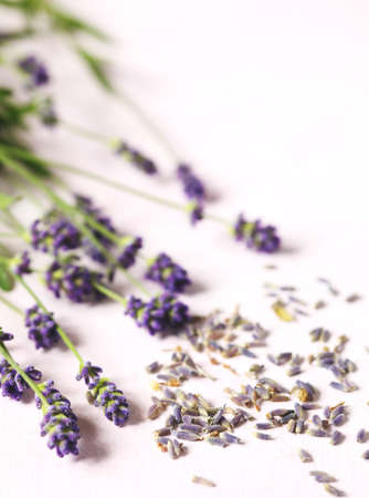 Dried and fresh lavender flowers on pink backgroundの写真素材