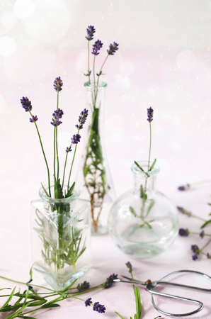 Fresh lavender flowers in glass vases on pink wooden tableの写真素材