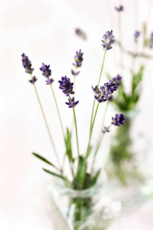 Fresh lavender flowers.の写真素材