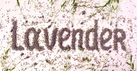 Lavender flower text. Dry and fresh lavender flowersの写真素材