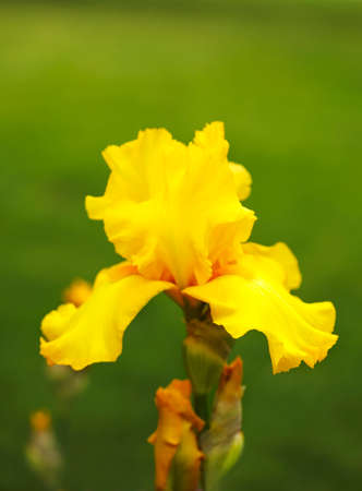 Close-up of yellow iris flower