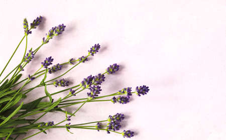 Fresh lavender flowers on pink background, copy space