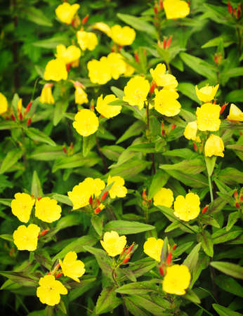 Yellow summer flowers. Flowers backgroundの写真素材