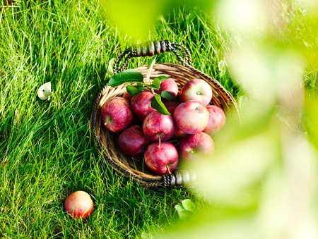 Fresh red apples in basketの写真素材