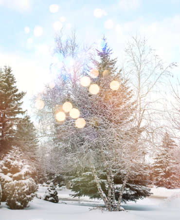 Beautiful winter landscape with snow covered treesの写真素材
