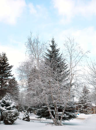 Beautiful winter landscape with snow covered treesの写真素材