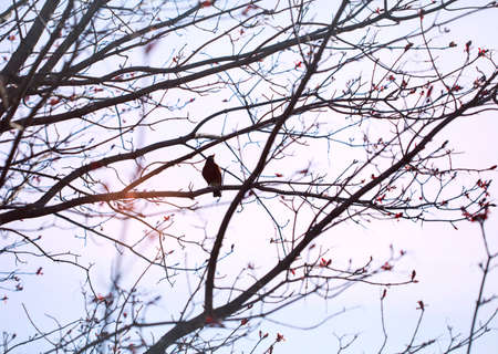 Bird on tree branches in early springの写真素材