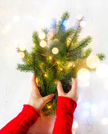 Woman's hand holding fir tree branches, top viewの写真素材