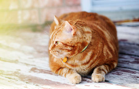 Red cat lying on wooden floorの写真素材