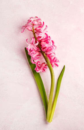 Hyacinths. Spring flowers on purple background, copy space