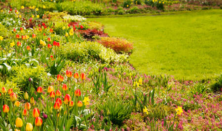 Beautiful spring flowers in the gardenの写真素材