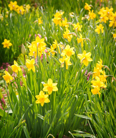 Narcissus field in bloom on springの写真素材