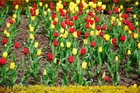 Red and yellow tulips in the flower gardenの写真素材