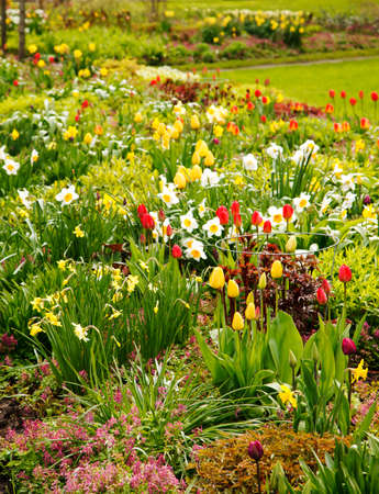 Beautiful spring flowers in the gardenの写真素材