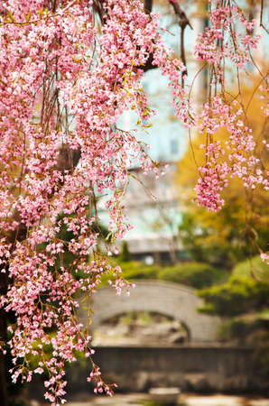 Blooming tree. Beautiful park in springtimeの写真素材