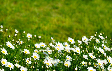 Chamomile field flowers. Summer flowers. Beautiful meadow. Summer background with daisy flowersの写真素材
