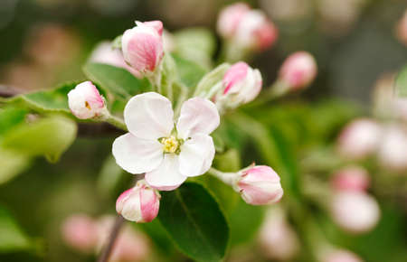 Buds of flowers on a Apple tree branch in the springtimeの写真素材