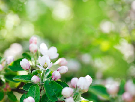 Buds of flowers on a Apple tree branch in the springtimeの写真素材