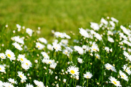 Chamomile field flowers. Summer flowers. Beautiful meadow. Summer background with daisy flowersの写真素材