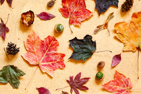 Autumn composition. Pattern made of autumn leaves, pine cones and acorns. Flat lay, top viewの写真素材