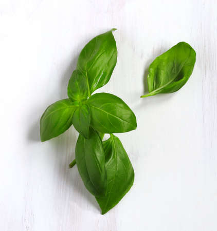 Fresh green basil leaves on white wooden backgroundの写真素材